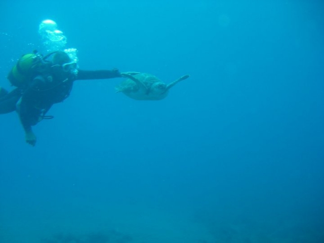 diving among turtles 